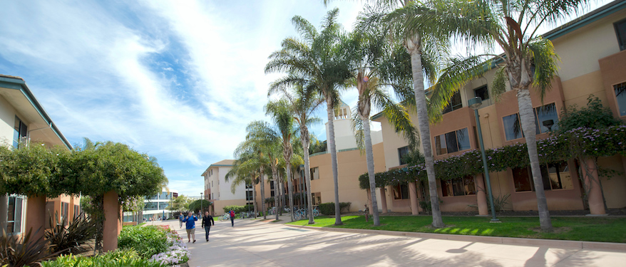 Students walking down the palm walk.
