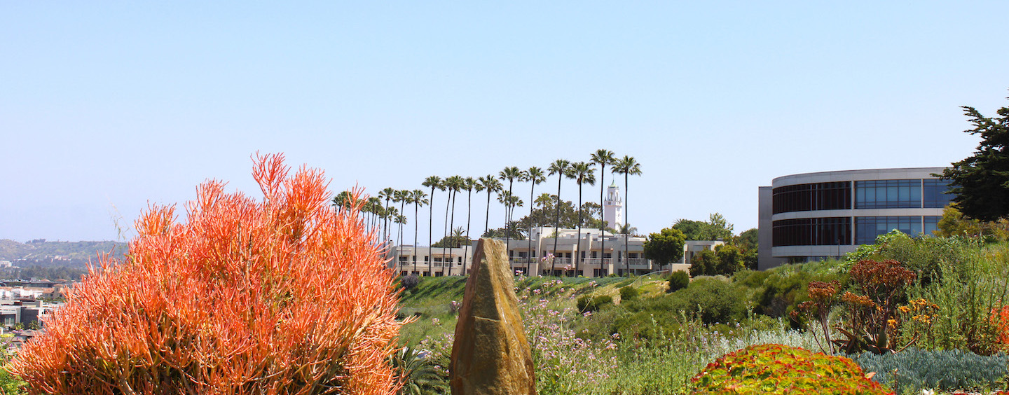 Image of the Hannon Library on top of the LMU bluff. There are California native plants in the foreground and palm trees in the background.